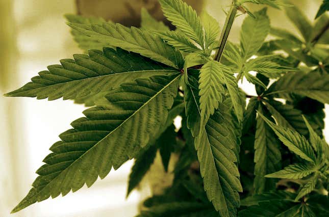 FILE - Marijuana plants grow at a lab in Cottage Grove, Minn., June 17, 2015. The recently appointed director of Minnesota’s new marijuana regulatory agency, Erin Dupree, has resigned amid reports that she sold illegal cannabis products in the state. Her role as the state&#39;s first director of the Office of Cannabis Management would have begun on Oct. 2, 2023. (AP Photo/Jim Mone, File)