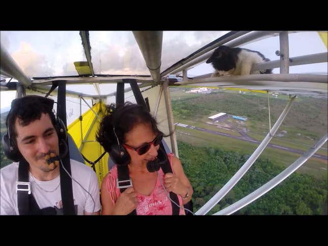Stowaway Cat Sneaks Into An Airplane And Rides The Wing Back To Earth