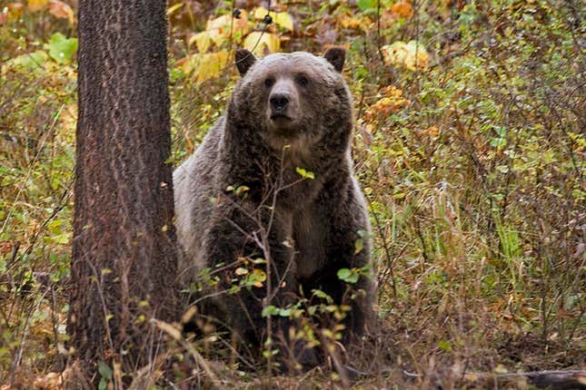 FILE - This undated file photo provided by the Montana Fish, Wildlife and Parks shows a sow grizzly bear spotted near Camas, in northwestern Montana. Two wildlife conservation groups have filed a lawsuit on Thursday, Dec. 14, 2023 against BNSF Railway over delays in finalizing a plan to reduce the number of federally protected grizzly bears that are killed by trains in northwestern Montana and northern Idaho. (Montana Fish, Wildlife and Parks via AP, File)