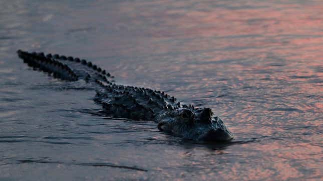 An alligator floats at dusk.