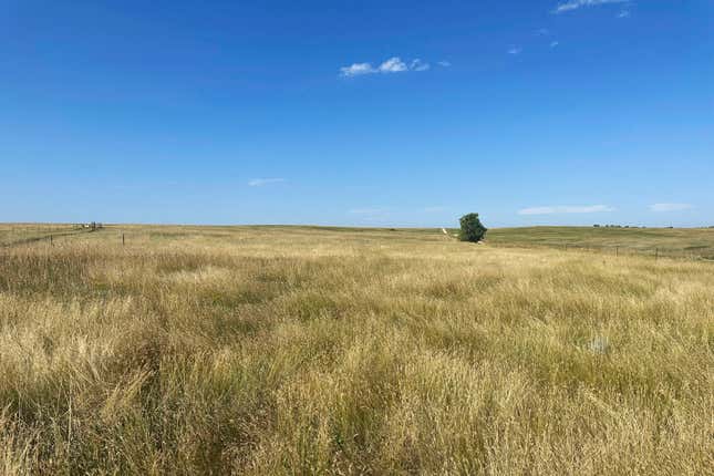 In this photo provided by the Cheyenne River Youth Project, some of the land purchased by the Native American-led nonprofit organization, is seen near Bear Butte State Park in Meade County, S.D., Aug. 22, 2023. The Cheyenne River Youth Project announced, Thursday, April 11, 2024, that it purchased nearly 40 acres (16.2 hectares) of land in the Black Hills of South Dakota amid a growing movement that seeks to return land to Indigenous people. (Julie A. Garreau/Cheyenne River Youth Project via AP)