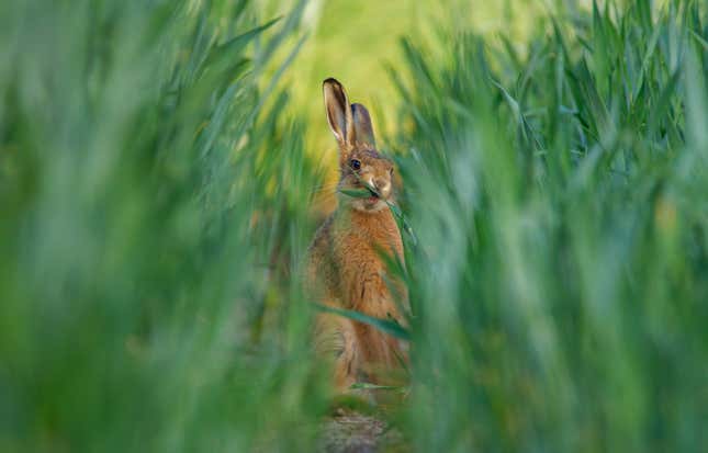 A hare wrestles with a crop in Cheshire.