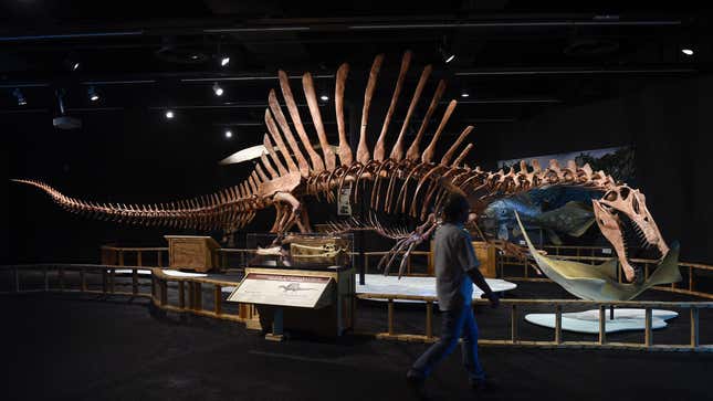 A Spinosaurus skeleton.