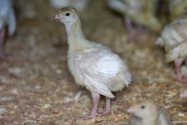 FILE - A turkey stands in a barn, Aug. 10, 2015, on a turkey farm near Manson, Iowa. The U.S. Department of Agriculture reported that avian influenza (bird flu), which is deadly to commercial poultry, was confirmed in a flock of 47,300 turkeys in Jerauld County of South Dakota last Wednesday, Oct. 4, 2023, and at a farm with 141,800 birds in Sanpete County of Utah last Friday, Oct. 6. (AP Photo/Charlie Neibergall, File)