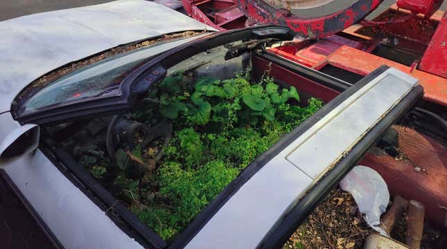 Image for article titled This Mysterious C4 Corvette Contains A Tiny Rainforest