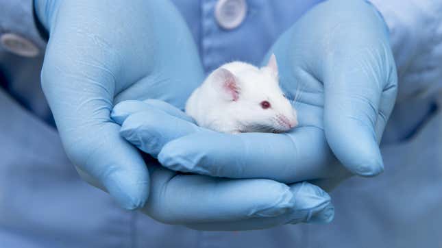 Image for article titled CDC Finds Coronavirus and Other Infectious Agents in Unlicensed California Lab