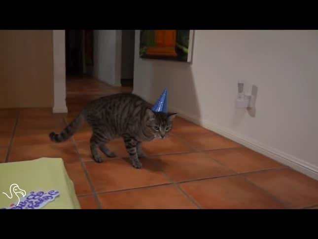 These Cats Hate Everything, But Especially Your Dumb Birthday