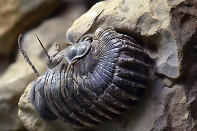 An AI-generated image, purportedly of a trilobite, but with characteristics that don't make morphological sense.