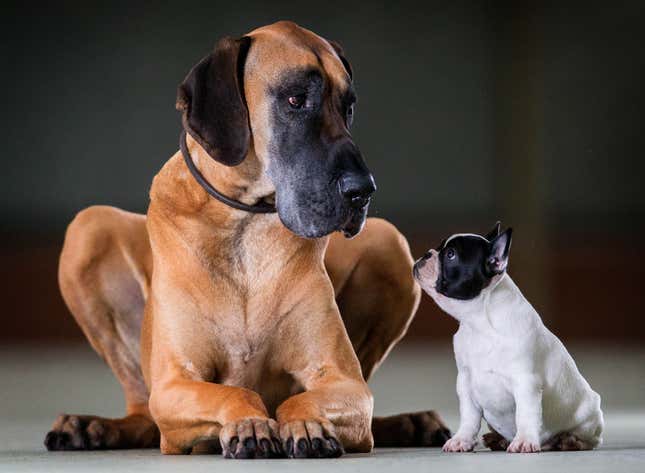 A Great Dane (left) and a petite French bulldog.