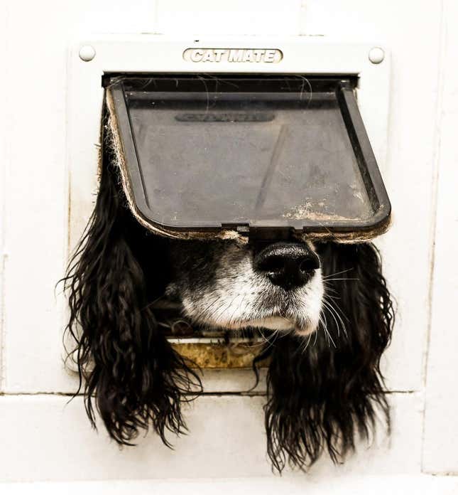 A dog's head in a cat door.