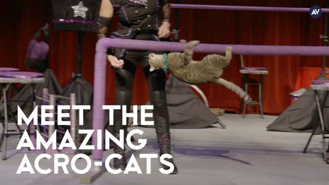 Get Involved, Internet: Help the trainer of the Amazing Acro-Cats fight cancer<em></em>