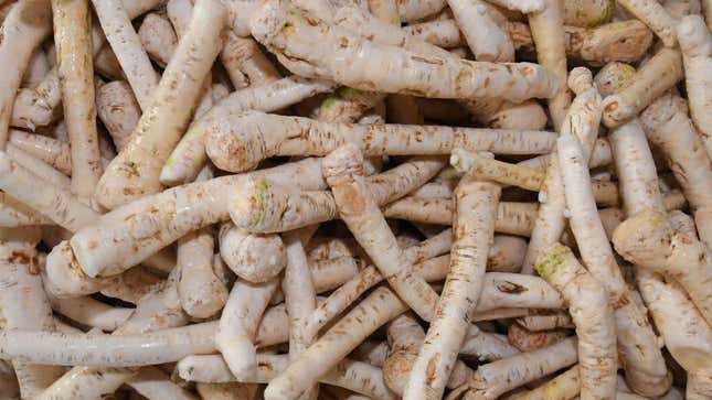 many horseradish roots being harvested