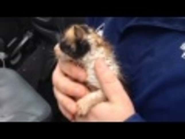Weatherman Rescues Kitten From Tornado Rubble