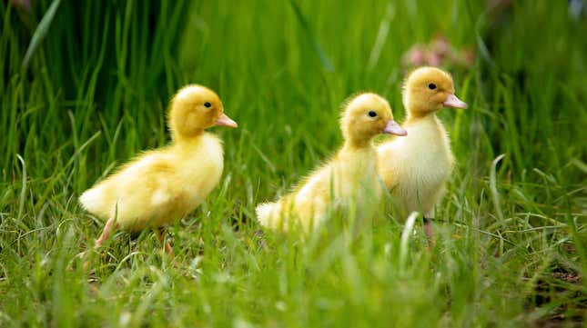 Three random ducklings that look a little bit like Beep, Peep, and Meep