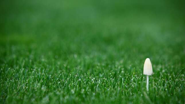 A fungus desperately tries to break through the monoculture.