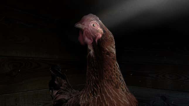 Cracking find: backyard giant egg shocks Victorian chicken owner