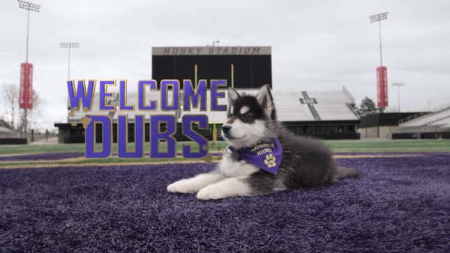 Who's A Good Boy? UW's New Puppy Mascot, That's Who!