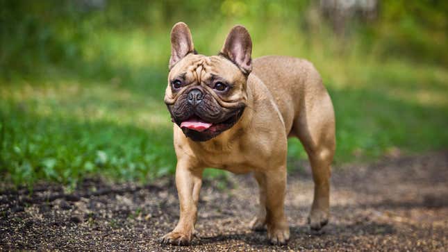 Bulldog store hunting dog