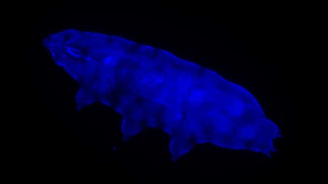 A newly described tardigrade glows in blue under UV light. 