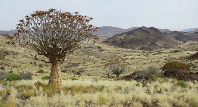 Image for article titled New Award-Winning Nature Photos Showcase Beauty and Chaos