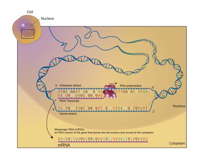 messenger RNA at work.
