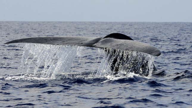 New blue whales!