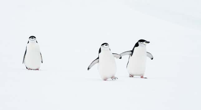 One chinstrap penguin (left) seemingly  stranded by its 2  brethren (right).