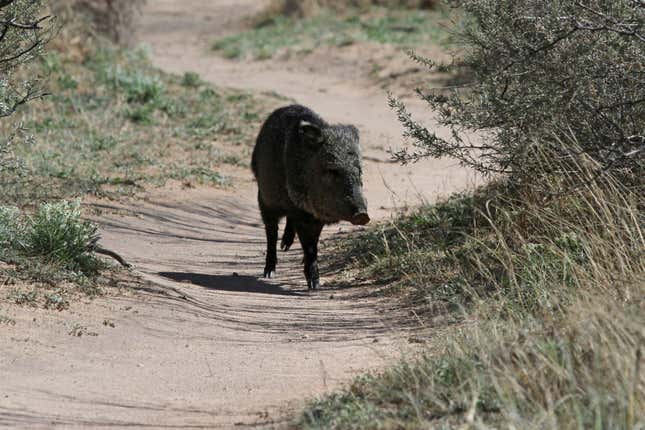 FILE - A javelina walks a trail on a disc golf course at Comanche Trail Park, March 13, 2019, in Odessa, Texas. Operators of a northern Arizona golf course think they have finally found the right repellent for javelinas ripping apart their turf — chili oil. (Jacob Ford/Odessa American via AP, File)