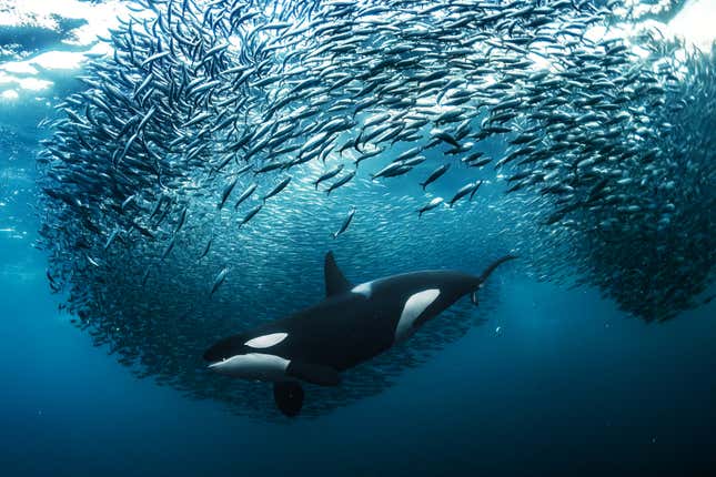 Una orca en medio de un banco de arenques.