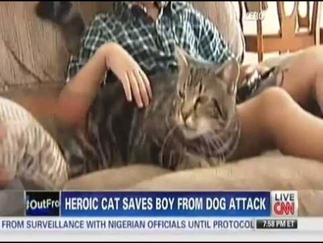 Amazing Cat That Rescued Boy Gives First Television Interview