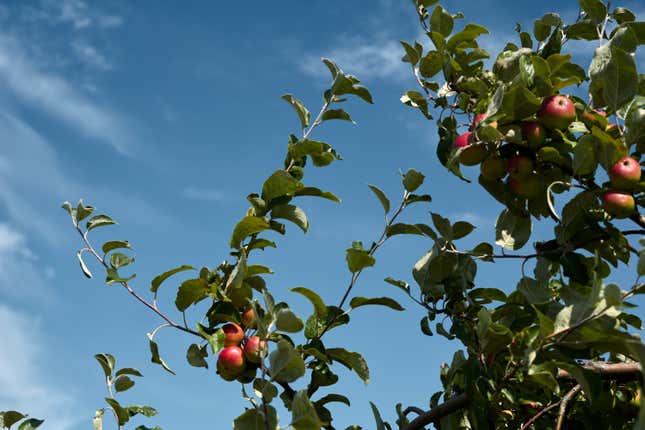 Image for article titled A Black Massachusetts Couple Says They Were Accused of Stealing 6 Apples While Visiting a Farm on Labor Day