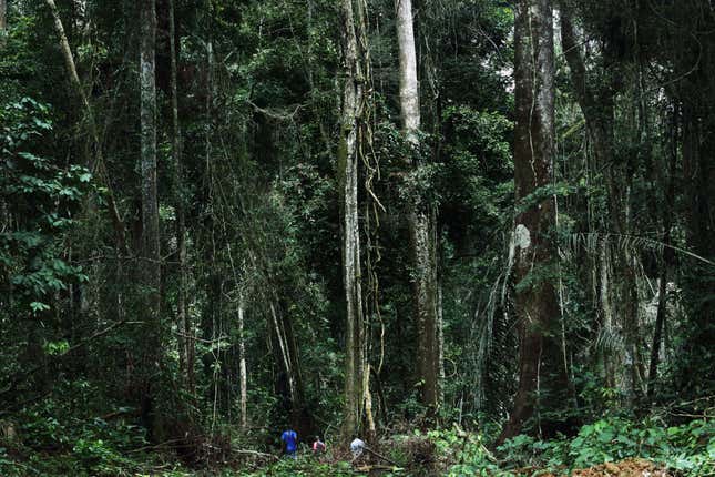 A Mukula forest in the Democratic Republic of Congo.