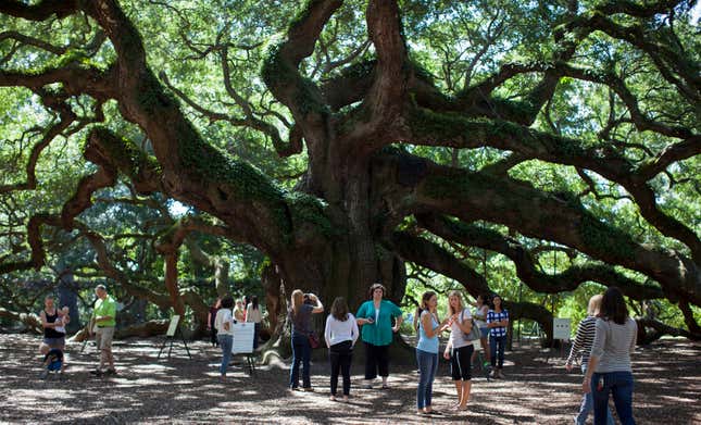 Vistitors check out the Angel Oak tree in Charleston, South Carolina.
