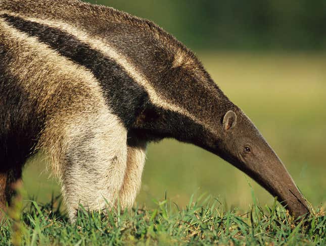 Image for article titled Anteater To Lay Off The Fire Ants For Awhile