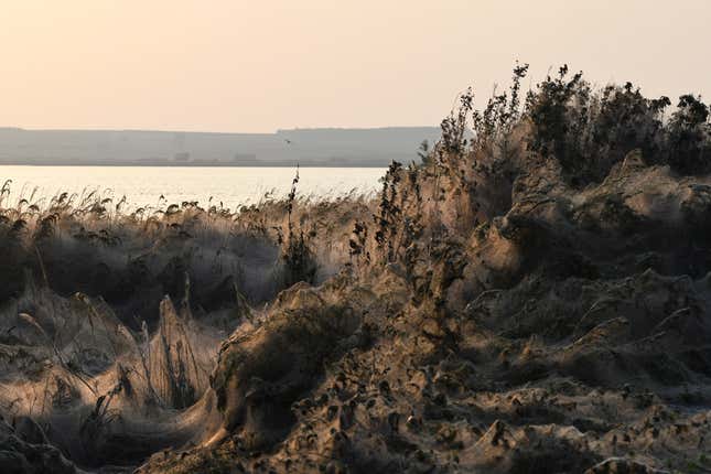 Spider webs blanket shrubs on the banks of Lake Vistonida.