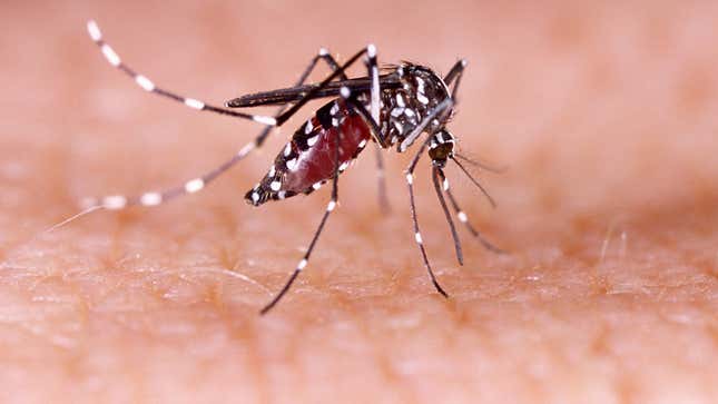 A bloodsucking Aedes aegypti mosquito, one of the species that can spread Zika virus.