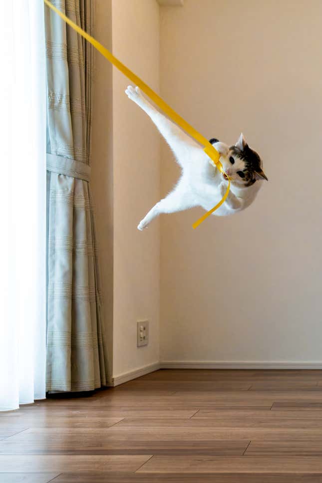 A cat apparently swinging on a strap by its mouth.
