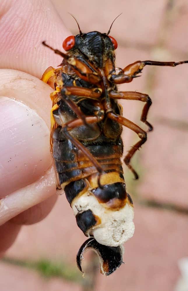 A cicada infected by the fungus Massospora cicadina.