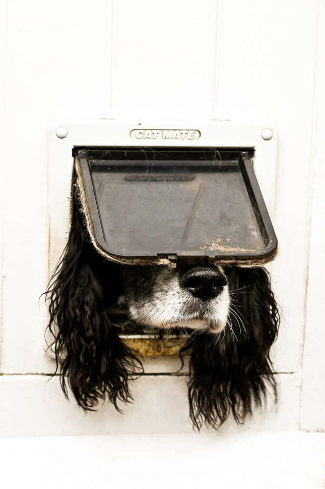 A dog's head in a cat door.