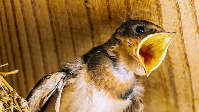 Image for article titled Bird Claims Its Mother Makes The Best Vomit In The World