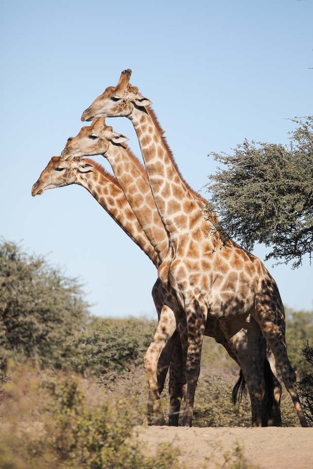 Three giraffes, lasting  successful  specified  a mode   arsenic  to look   similar  1  giraffe with 3  heads.