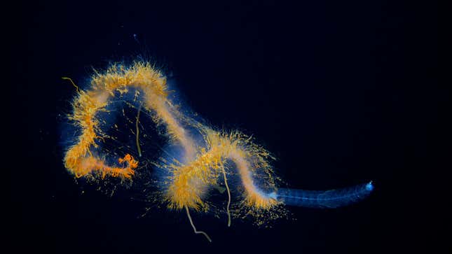 A galaxy siphonophore observed during Dive 672.