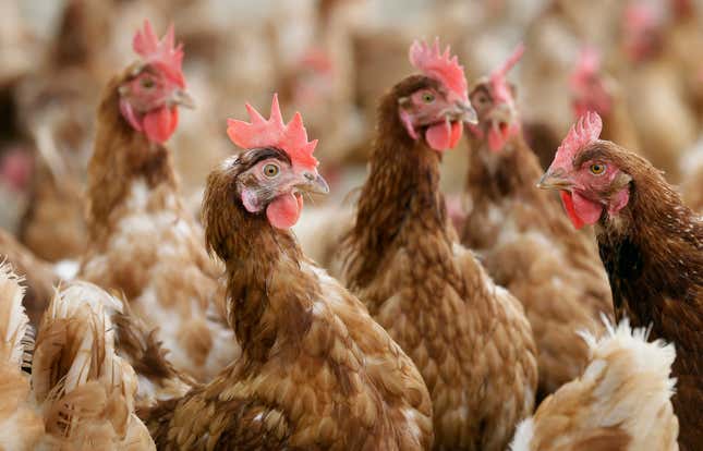 FILE - Cage-free chickens stand in a fenced pasture on an organic farm, Oct. 21, 2015, in Iowa. Livestock and poultry producers will need to comply with more specific standards if they want to label their products organic under final rules announced Wednesday, Oct. 25, 2023, by the U.S. Department of Agriculture. (AP Photo/Charlie Neibergall, File)