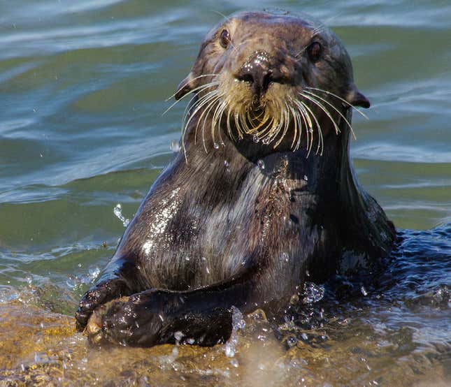 A brown, whiskered sea otter slams a mussel against a rock to open it.
