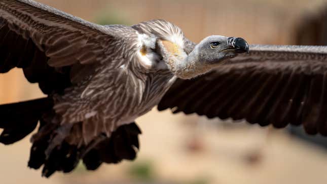 Image for article titled Vulture Trying To Figure Out Good Way To Circle Without Being Rude