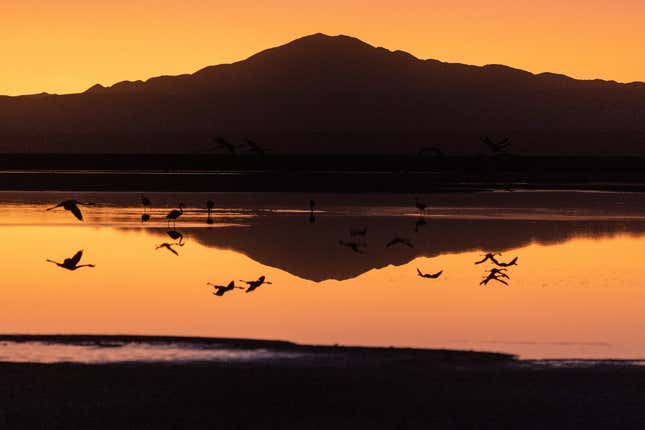 Flamingos fly over the brine lake.