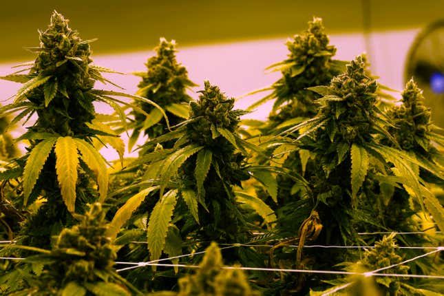 A cannibis plant that is close to harvest grows in a grow room at the Greenleaf Medical Cannabis facility in Richmond, Va., June 17, 2021. Marijuana would be decriminalized at the federal level under legislation that the House approved on Friday, April 1, 2022, as Democrats made the case for allowing states to set their own policies on pot.