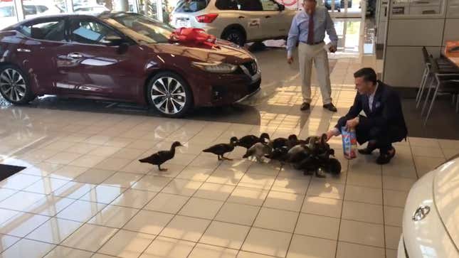 Image for article titled Orlando Car Dealership Adopts Giant Duck Family