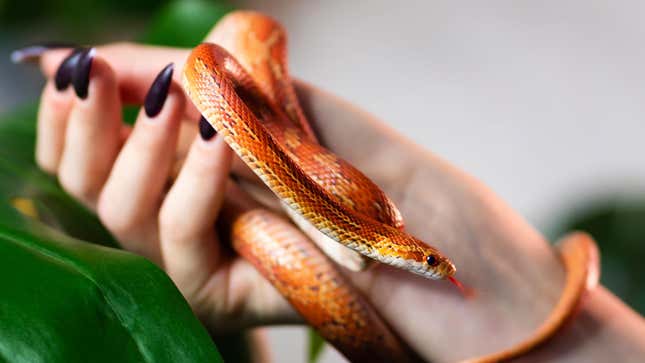 Image for article titled I Want to Become the Kind of Woman Who Throws Snakes at Her Pursuers