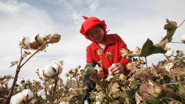 Not so easy to get rid of China’s pole cotton producing region.